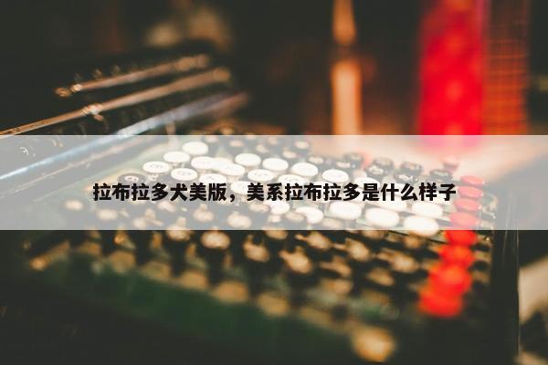 拉布拉多犬美版，美系拉布拉多是什么样子