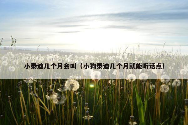 小泰迪几个月会叫（小狗泰迪几个月就能听话点）