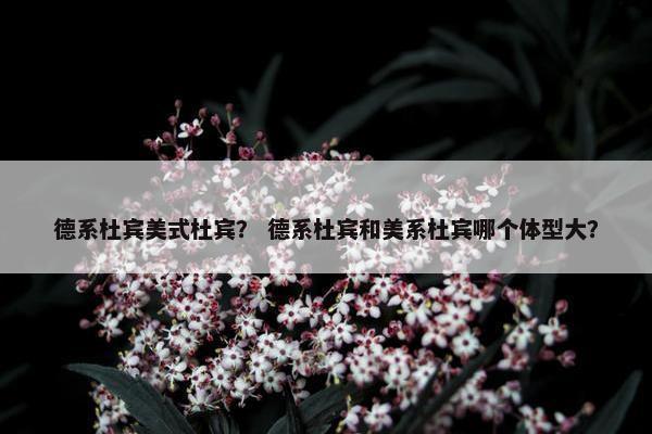 德系杜宾美式杜宾？ 德系杜宾和美系杜宾哪个体型大？