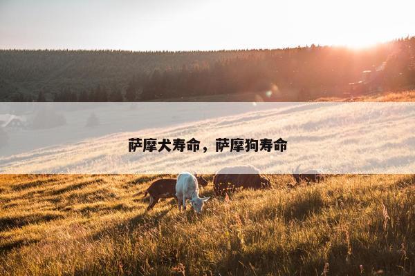 萨摩犬寿命，萨摩狗寿命