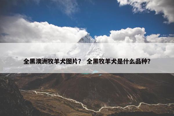 全黑澳洲牧羊犬图片？ 全黑牧羊犬是什么品种？