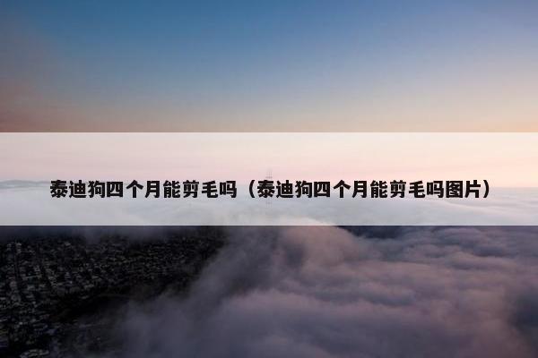 泰迪狗四个月能剪毛吗（泰迪狗四个月能剪毛吗图片）