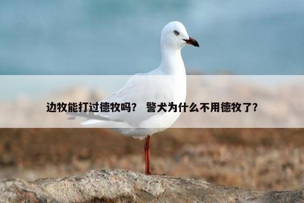 边牧能打过德牧吗？ 警犬为什么不用德牧了？