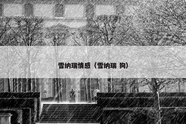 雪纳瑞情感（雪纳瑞 狗）