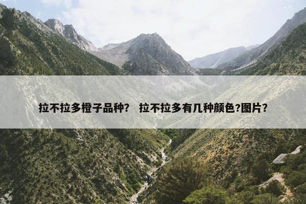 拉不拉多橙子品种？ 拉不拉多有几种颜色?图片？