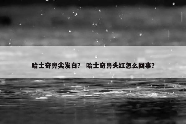 哈士奇鼻尖发白？ 哈士奇鼻头红怎么回事？
