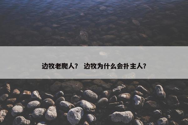 边牧老爬人？ 边牧为什么会扑主人？
