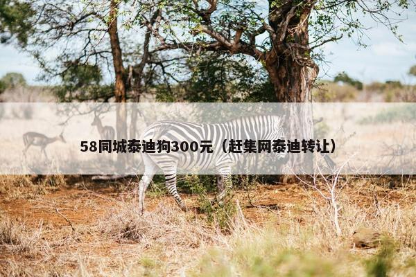 58同城泰迪狗300元（赶集网泰迪转让）