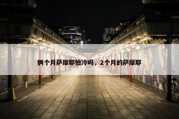 俩个月萨摩耶怕冷吗，2个月的萨摩耶