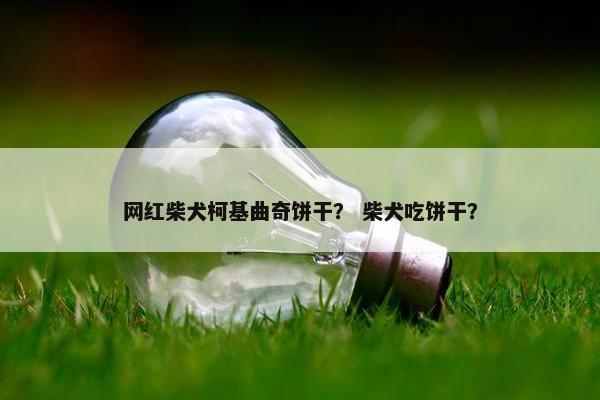 网红柴犬柯基曲奇饼干？ 柴犬吃饼干？