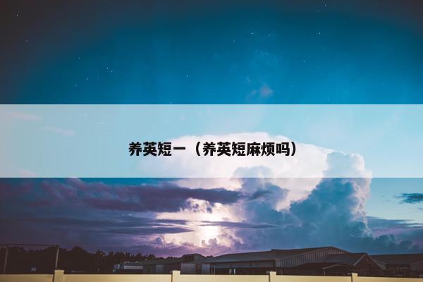 养英短一（养英短麻烦吗）