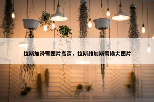 拉斯加滑雪图片高清，拉斯维加斯雪橇犬图片