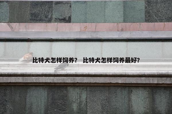比特犬怎样饲养？ 比特犬怎样饲养最好？