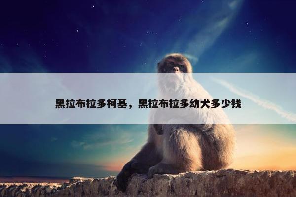黑拉布拉多柯基，黑拉布拉多幼犬多少钱