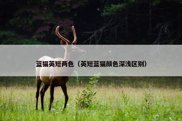 蓝猫英短两色（英短蓝猫颜色深浅区别）