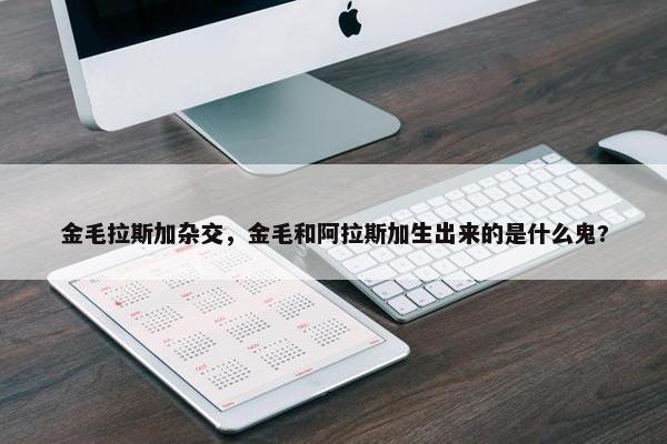 金毛拉斯加杂交，金毛和阿拉斯加生出来的是什么鬼?