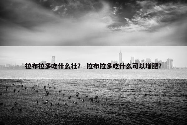 拉布拉多吃什么壮？ 拉布拉多吃什么可以增肥？