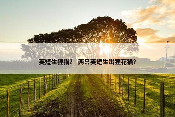 英短生狸猫？ 两只英短生出狸花猫？