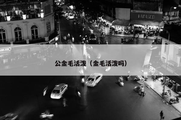 公金毛活泼（金毛活泼吗）