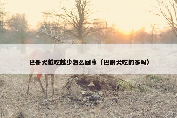 巴哥犬越吃越少怎么回事（巴哥犬吃的多吗）