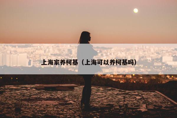上海家养柯基（上海可以养柯基吗）