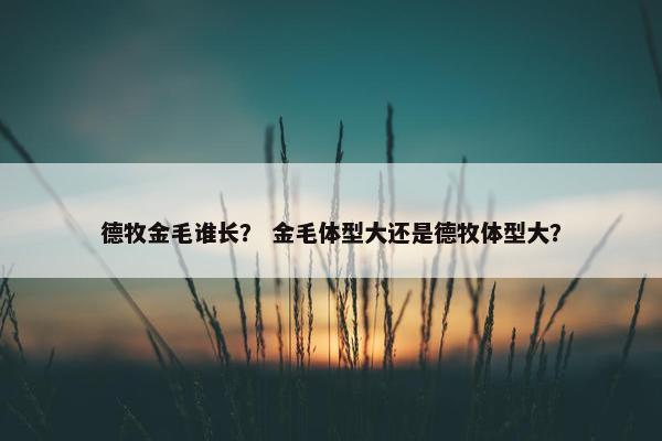 德牧金毛谁长？ 金毛体型大还是德牧体型大？