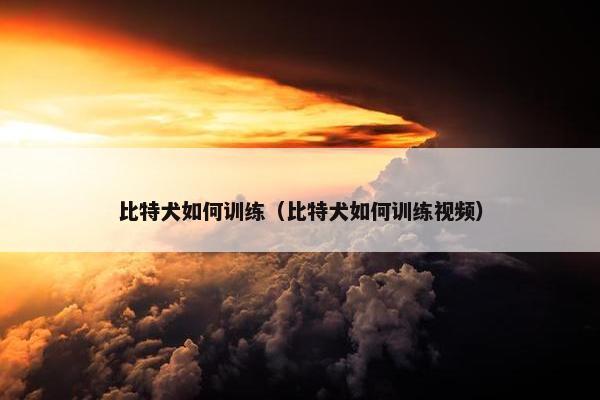 比特犬如何训练（比特犬如何训练视频）