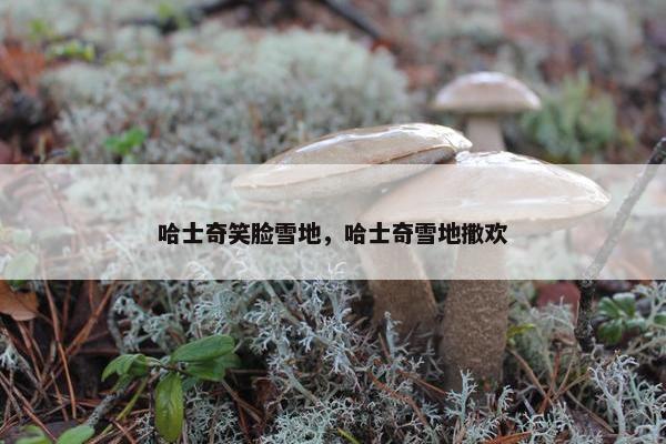 哈士奇笑脸雪地，哈士奇雪地撒欢