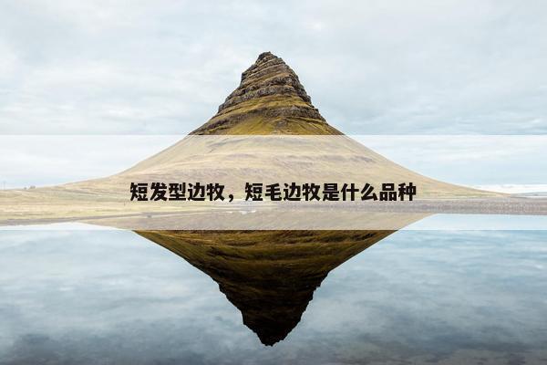 短发型边牧，短毛边牧是什么品种