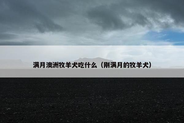 满月澳洲牧羊犬吃什么（刚满月的牧羊犬）