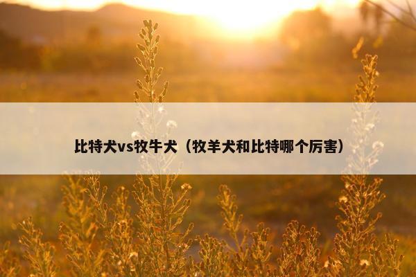 比特犬vs牧牛犬（牧羊犬和比特哪个厉害）