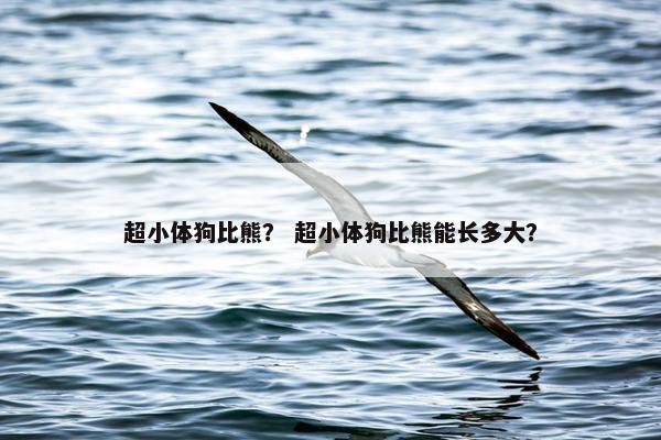 超小体狗比熊？ 超小体狗比熊能长多大？
