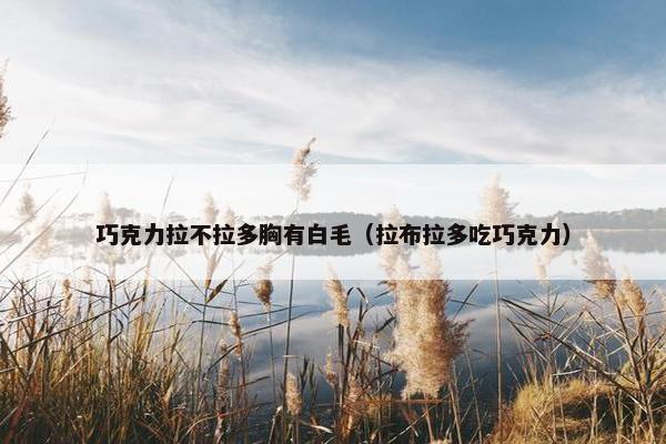 巧克力拉不拉多胸有白毛（拉布拉多吃巧克力）