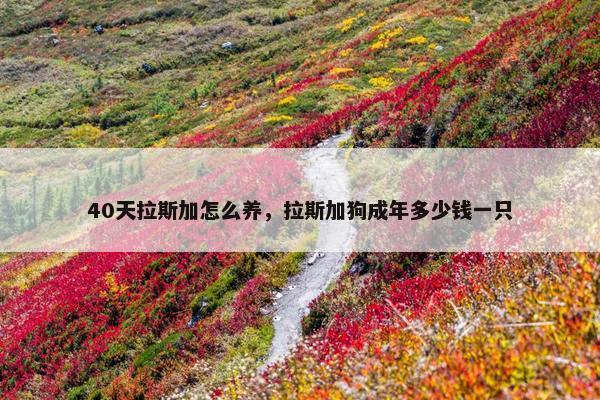 40天拉斯加怎么养，拉斯加狗成年多少钱一只