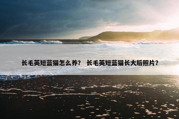 长毛英短蓝猫怎么养？ 长毛英短蓝猫长大后照片？