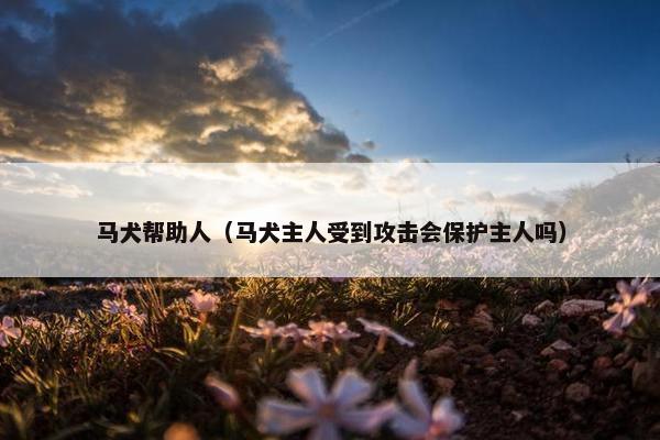 马犬帮助人（马犬主人受到攻击会保护主人吗）