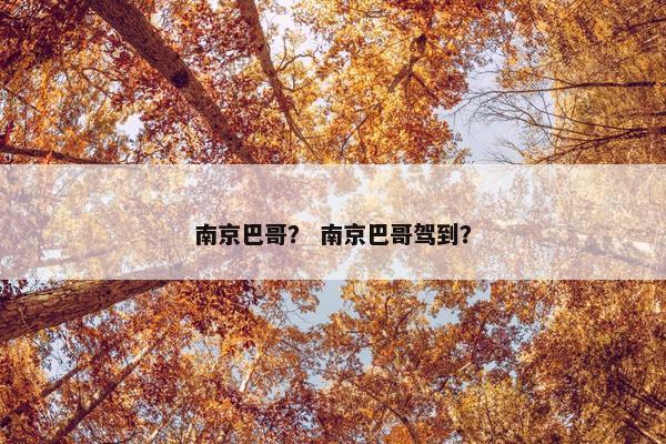 南京巴哥？ 南京巴哥驾到？