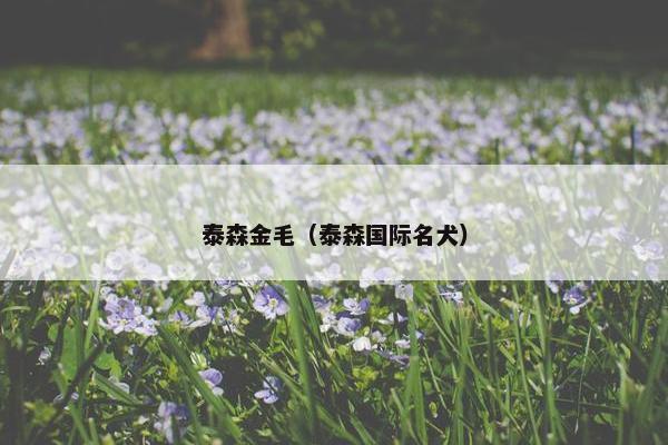 泰森金毛（泰森国际名犬）