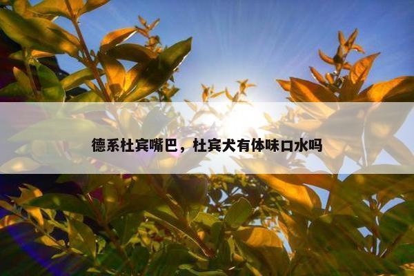 德系杜宾嘴巴，杜宾犬有体味口水吗