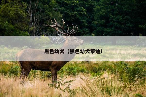 黑色幼犬（黑色幼犬泰迪）