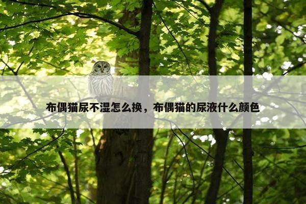 布偶猫尿不湿怎么换，布偶猫的尿液什么颜色