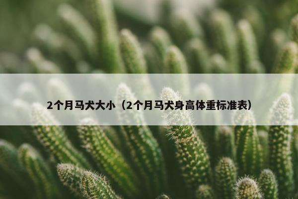 2个月马犬大小（2个月马犬身高体重标准表）