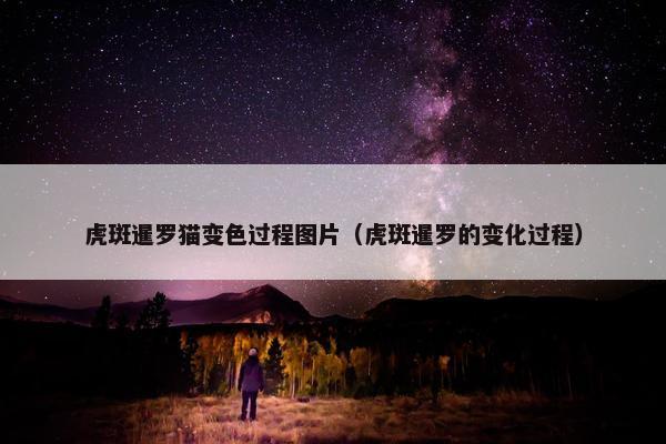 虎斑暹罗猫变色过程图片（虎斑暹罗的变化过程）