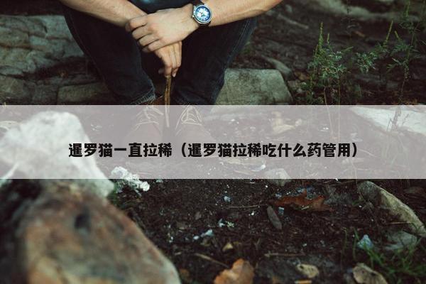 暹罗猫一直拉稀（暹罗猫拉稀吃什么药管用）