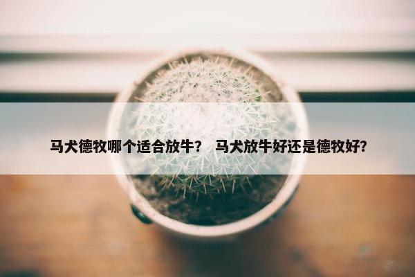 马犬德牧哪个适合放牛？ 马犬放牛好还是德牧好？