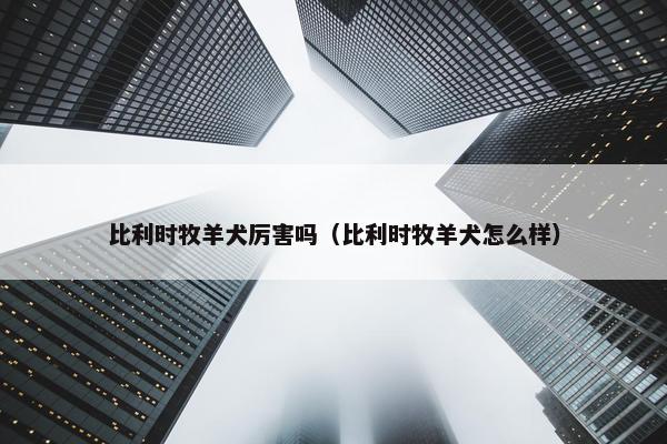 比利时牧羊犬厉害吗（比利时牧羊犬怎么样）
