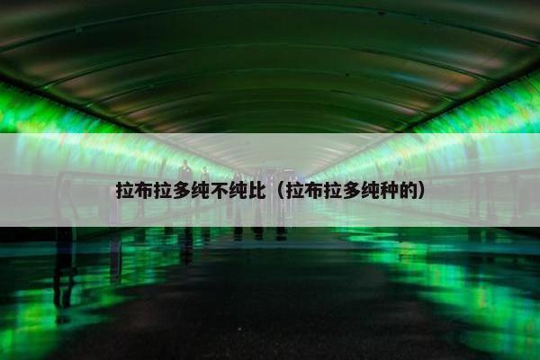 拉布拉多纯不纯比（拉布拉多纯种的）