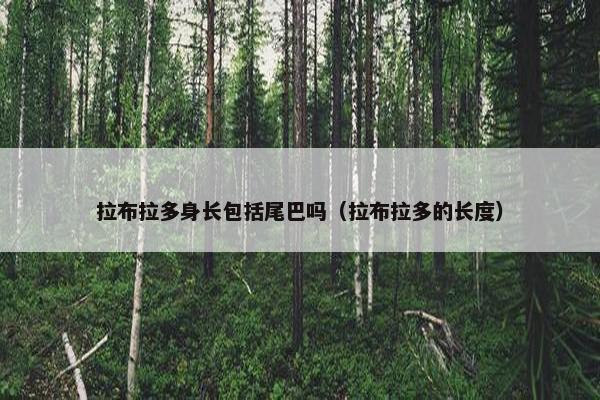 拉布拉多身长包括尾巴吗（拉布拉多的长度）