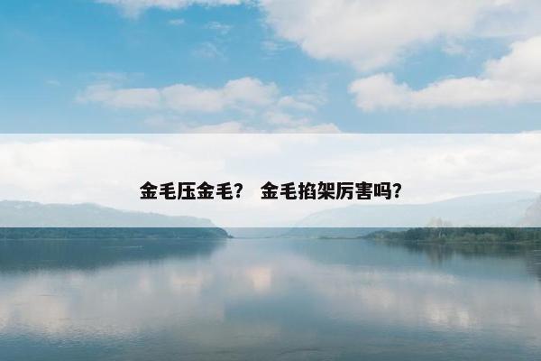 金毛压金毛？ 金毛掐架厉害吗？