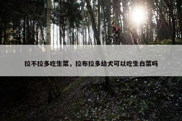 拉不拉多吃生菜，拉布拉多幼犬可以吃生白菜吗